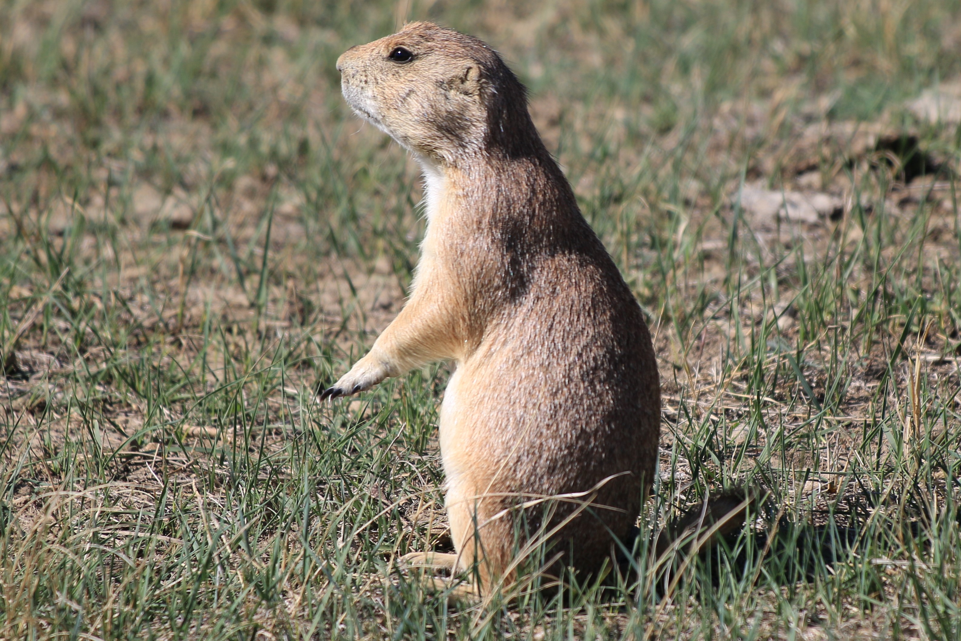 Theodore Roosevelt NP